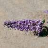 Dwarf Butterfly Bush 'Dreaming Lavender'