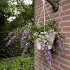 Dwarf Butterfly Bush 'Dreaming Lavender'