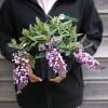 Dwarf Butterfly Bush 'Dreaming Lavender'