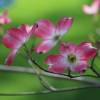 Pink flowering American dogwood