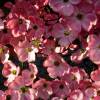 Pink flowering American dogwood