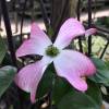 Pink flowering American dogwood