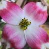 Pink flowering American dogwood