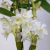 Orchid Dendrobium Nobile - White