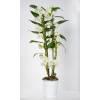 Orchid Dendrobium Nobile - White