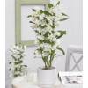 Orchid Dendrobium Nobile - White