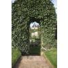 Ivy 'Mona Lisa'