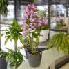 Orchid Dendrobium Nobile - Mauve