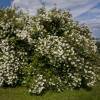 Mock Orange, Sweet