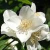 Mock Orange, Sweet