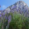 Lavender, French