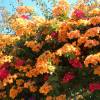 Bougainvillea, Orange