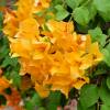 Bougainvillea, Orange