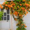Bougainvillea, Orange
