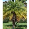 Pygmy Date Palm