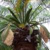 Pygmy Date Palm