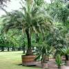 Pygmy Date Palm