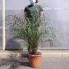 Pygmy Date Palm