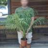 Pygmy Date Palm