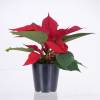 Red Poinsettia, Christmas Flower