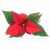 Red Poinsettia, Christmas Flower