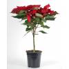 Red Poinsettia, Christmas Flower