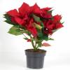 Red Poinsettia, Christmas Flower