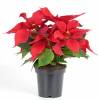 Red Poinsettia, Christmas Flower