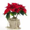 Red Poinsettia, Christmas Flower