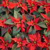 Red Poinsettia, Christmas Flower