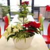 Red Poinsettia, Christmas Flower