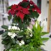 Red Poinsettia, Christmas Flower