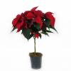 Red Poinsettia, Christmas Flower