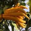 Buddha's hand, Fingered Citron