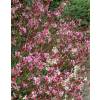 Gaura Lindheimeri Pink