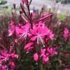 Gaura Lindheimeri Pink