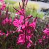 Gaura Lindheimeri Pink