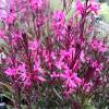 Gaura Lindheimeri Pink