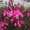 Gaura Lindheimeri Pink