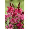 Gaura Lindheimeri Red