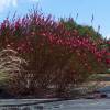 Gaura Lindheimeri Red