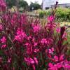 Gaura Lindheimeri Red