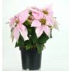 Pink Poinsettia, Pink Christmas Flower