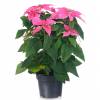 Pink Poinsettia, Pink Christmas Flower