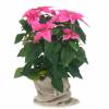 Pink Poinsettia, Pink Christmas Flower