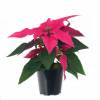 Pink Poinsettia, Pink Christmas Flower