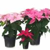 Pink Poinsettia, Pink Christmas Flower