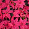 Pink Poinsettia, Pink Christmas Flower