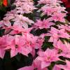 Pink Poinsettia, Pink Christmas Flower