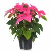 Pink Poinsettia, Pink Christmas Flower